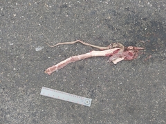 Masticophis flagellum