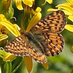 Boloria epithore