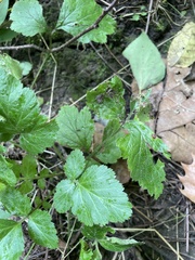 Geum macrophyllum