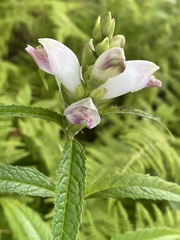 Chelone glabra
