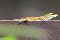 Anolis carolinensis