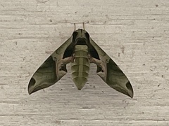Eumorpha pandorus
