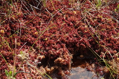 Sphagnum capillifolium