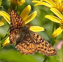 Boloria epithore