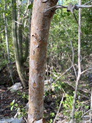 Myrcianthes fragrans
