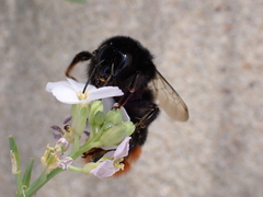 Bombus lapidarius