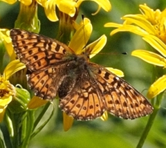 Boloria epithore