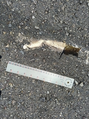 Serpentes