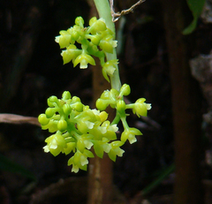 Polystachya concreta