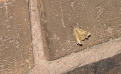 Camptogramma bilineata