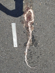 Masticophis flagellum
