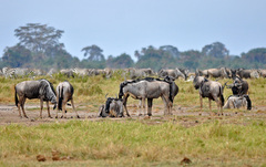 Connochaetes taurinus albojubatus