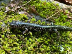 Plethodon cylindraceus