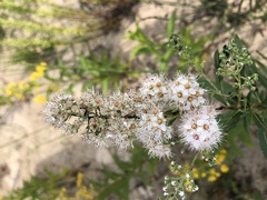 Spiraea alba