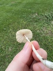 Leucocoprinus cepistipes