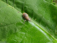 Pantomorus cervinus