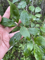 Cornus racemosa