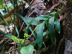 Polystachya concreta