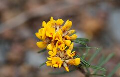 Dillwynia sericea