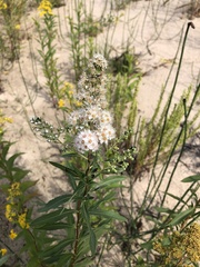 Spiraea alba