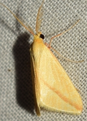Rhodometra sacraria