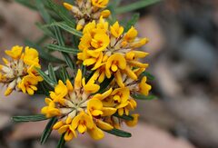 Dillwynia sericea