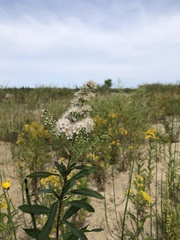 Spiraea alba