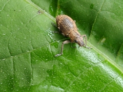 Pantomorus cervinus