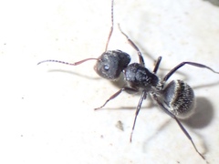Myrmobrachys
