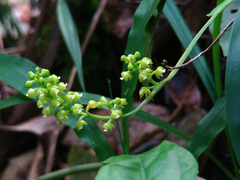 Polystachya concreta