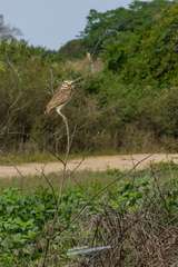 Athene cunicularia