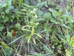 Pseudognaphalium obtusifolium