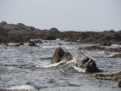 Haematopus ostralegus