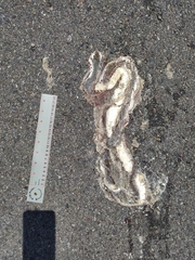 Masticophis bilineatus