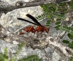 Polistes carolina