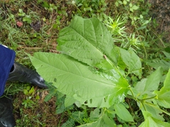 Pantomorus cervinus