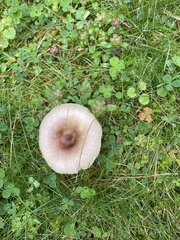 Russula fragilis