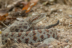 Crotalus stejnegeri
