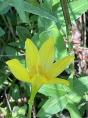 Zephyranthes citrina