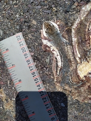 Masticophis bilineatus