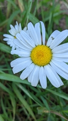 Leucanthemum vulgare