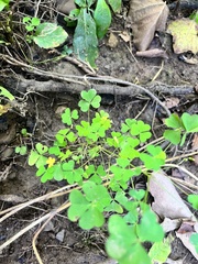 Oxalis stricta