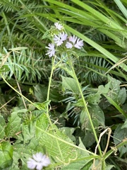 Elephantopus carolinianus