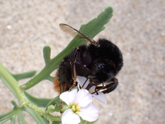 Bombus lapidarius