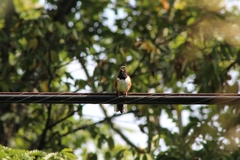 Pipilo erythrophthalmus