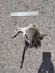 Geococcyx californianus