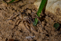 Pavocosa