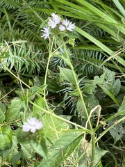 Elephantopus carolinianus