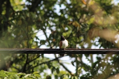 Pipilo erythrophthalmus