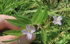 Epilobium ciliatum